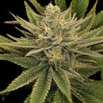 Garlic Trap Feminized Seeds by Nugs 420