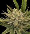 Garlic Trap Feminized seed pack by Nugs 420 – Pars Planet