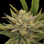 Garlic Trap Feminized seed pack by Nugs 420 – Pars Planet