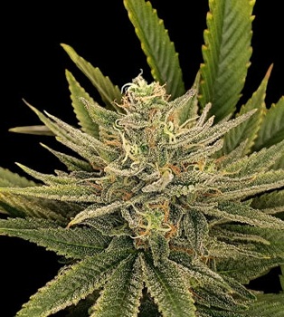 Garlic Trap Feminized seed pack by Nugs 420 – Pars Planet