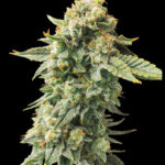 Melon Belts Feminized Seeds by Nugs 420