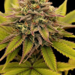 Melon Boof Feminized Seeds by Nugs 420