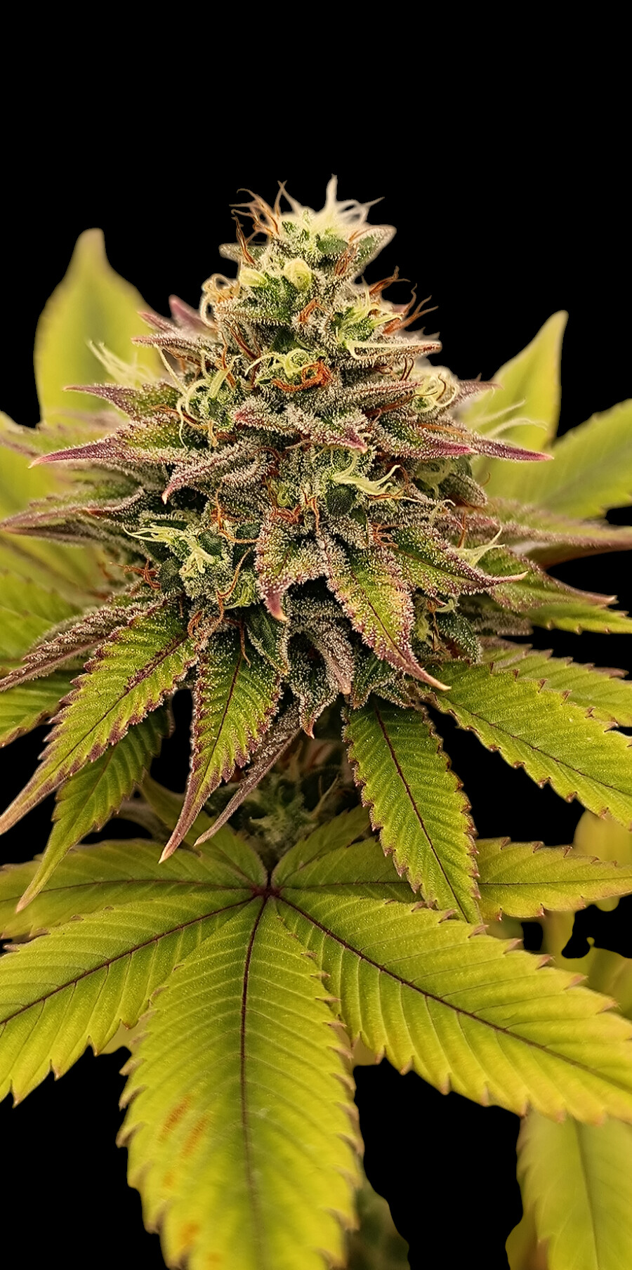 Melon boof Melon Boof Feminized Seeds by Nugs 420 - Image 1