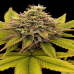 Melon Boof Feminized Seeds by Nugs 420