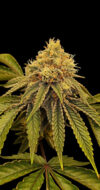 Sugar Plum Feminized Seeds by Nugs 420 - Image 2