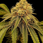 Sugar Plum Feminized Seeds by Nugs 420