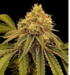 Sugar Plum Feminized seed pack by Nugs 420 – Pars Planet