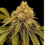 Sugar Plum Feminized seed pack by Nugs 420 – Pars Planet