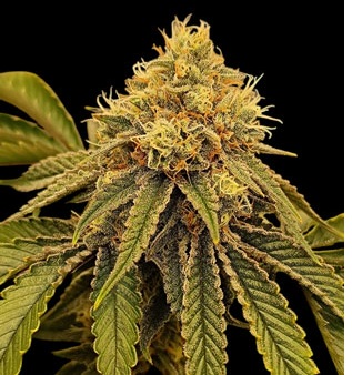 Sugar Plum Feminized seed pack by Nugs 420 – Pars Planet