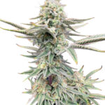 Sparkling Bean Feminized Seeds by Nugs 420