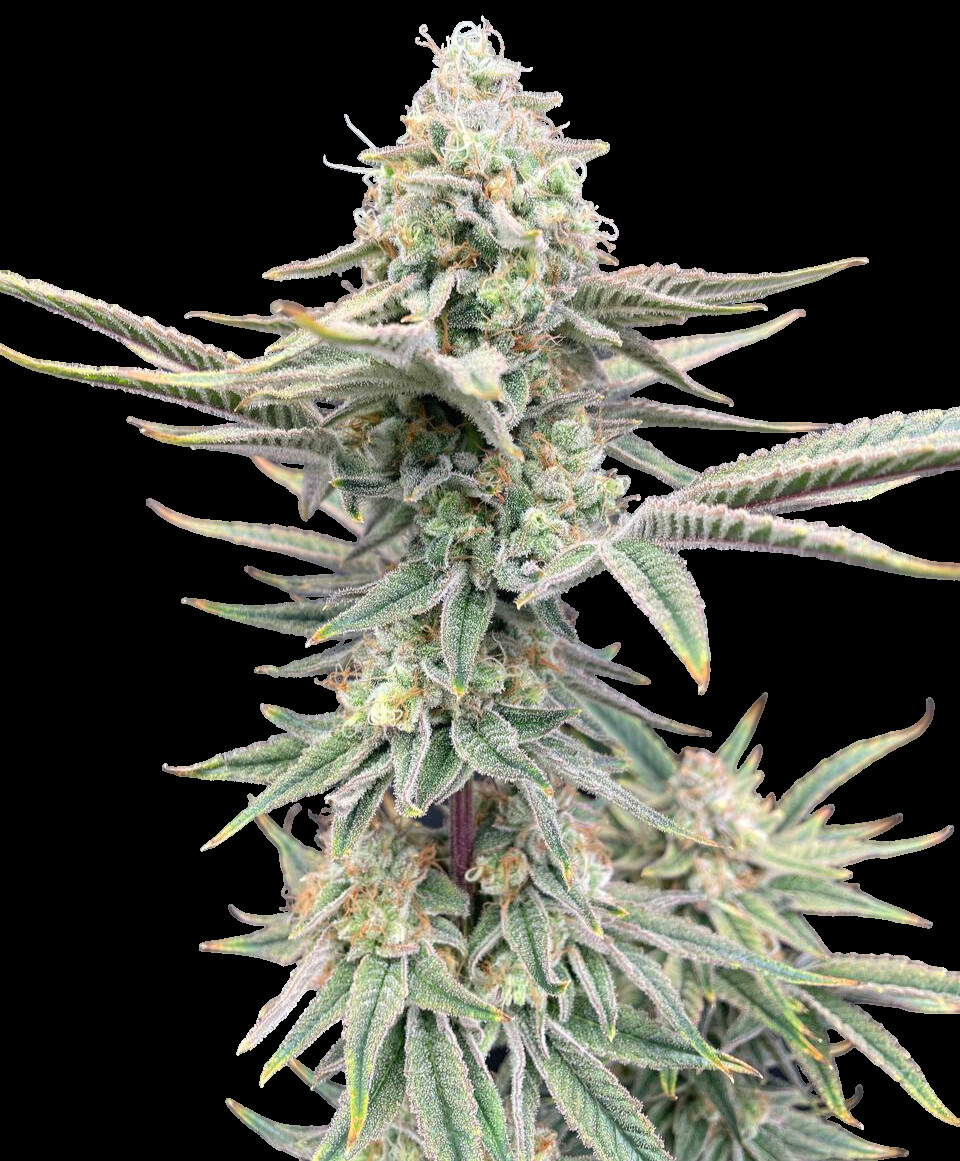 Sparkling bean Sparkling Bean Feminized Seeds by Nugs 420 - Image 1