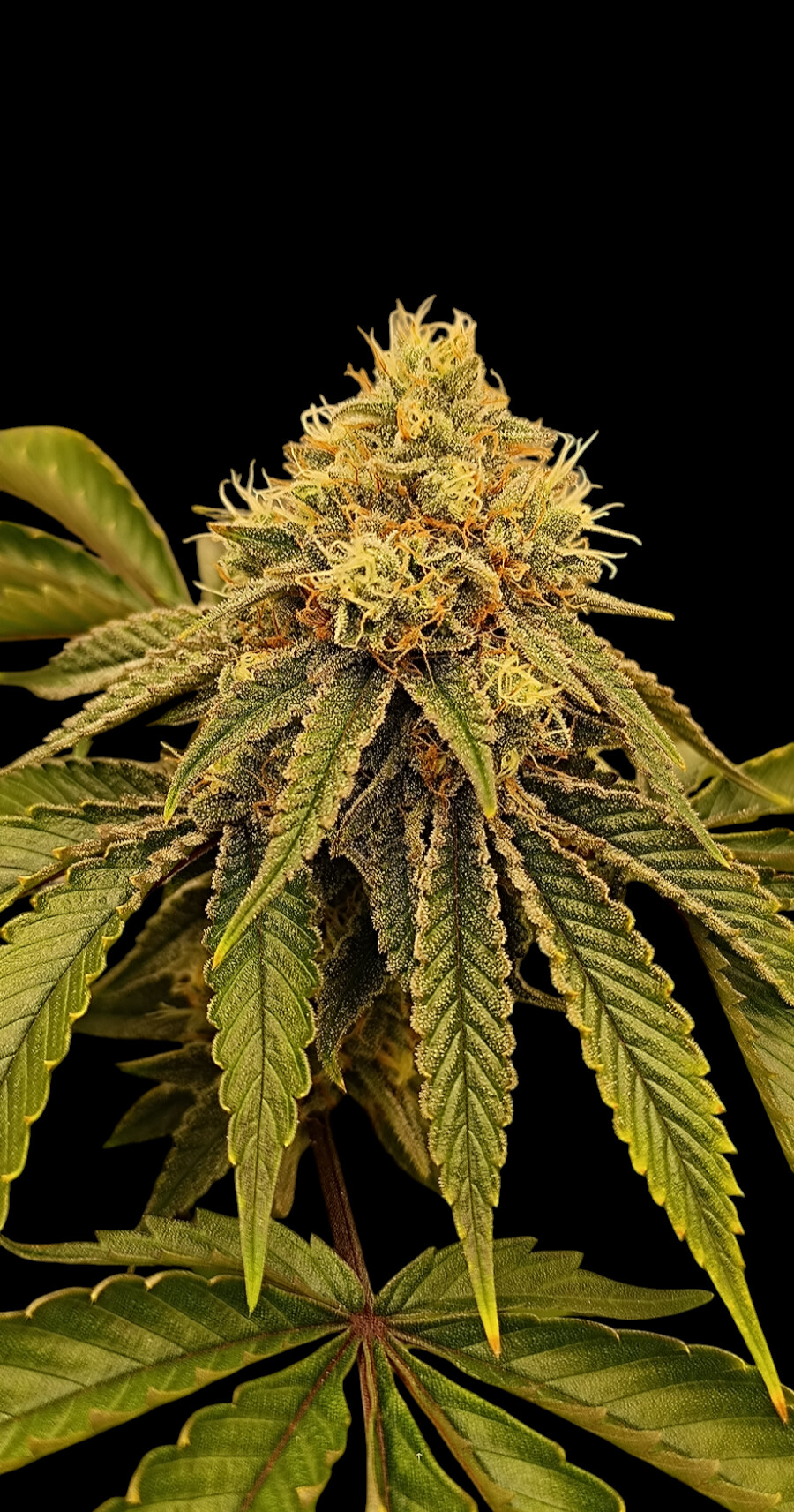Sugar plum Sugar Plum Feminized Seeds by Nugs 420 - Image 1