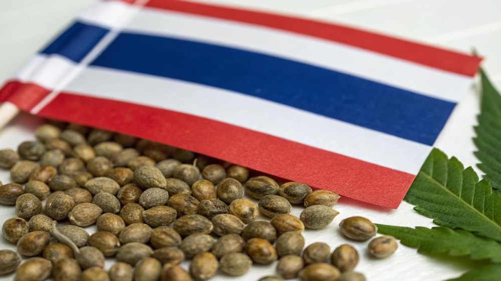 Thailand cannabis laws 2026