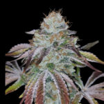 Yellow Runtz Feminized Seeds by Nugs 420