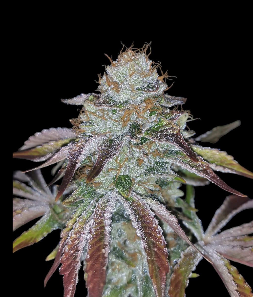 Yellow runtz Yellow Runtz Feminized Seeds by Nugs 420 - Image 1
