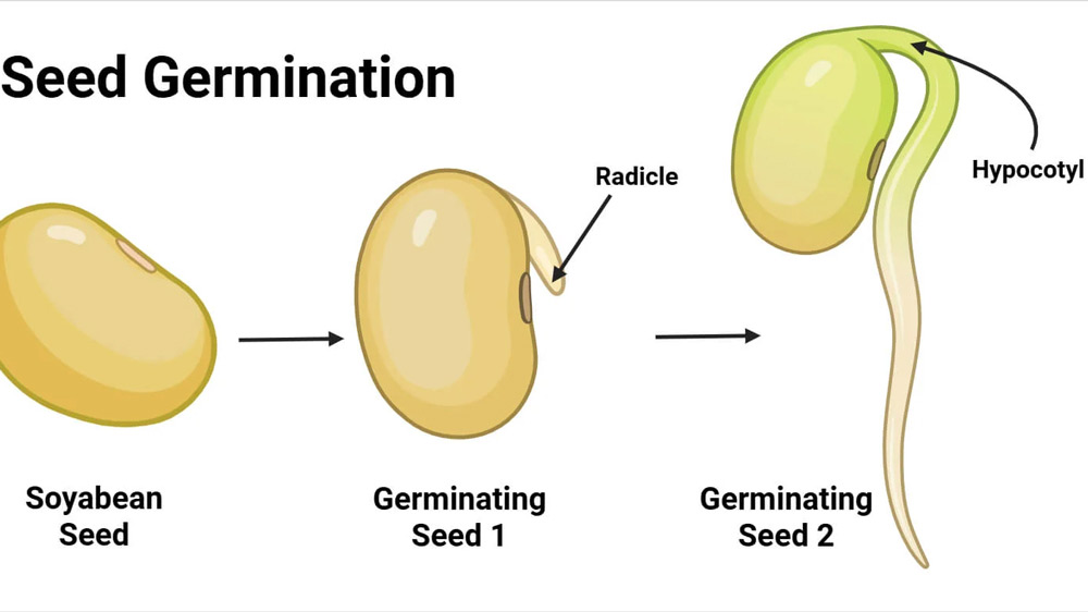 proper seed storage steps