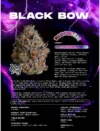 Black Bow Feminized Seeds by Wizard Trees - Image 2
