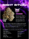 Night Ritual Feminized Seeds by Wizard Trees - Image 2
