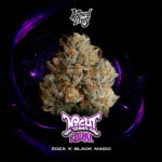 Night Ritual Feminized Seeds by Wizard Trees