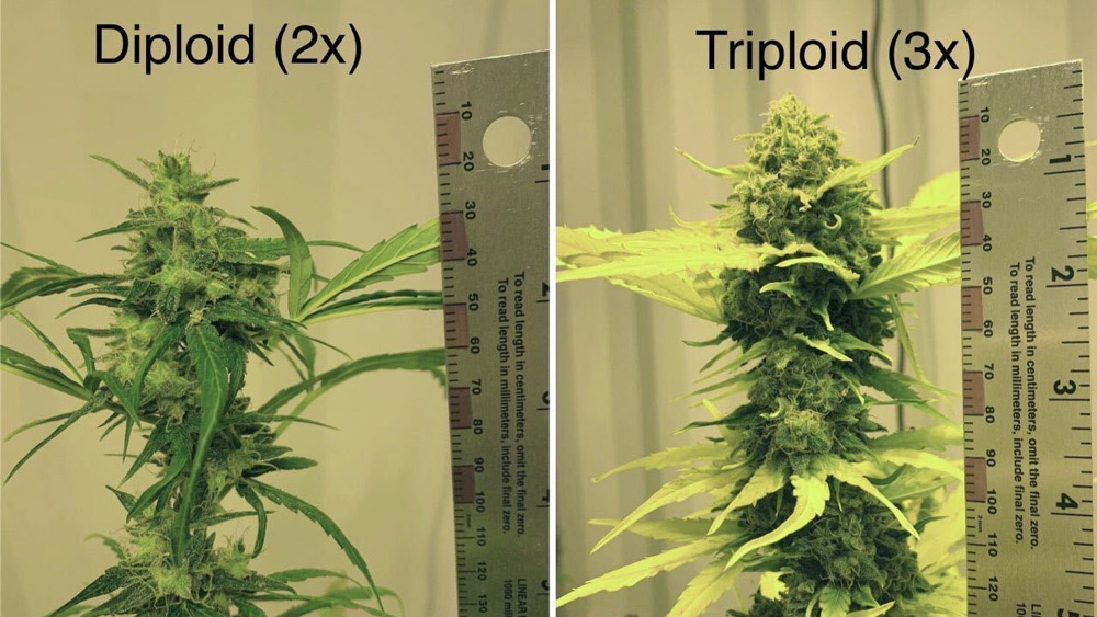 Triploid cannabis seeds
