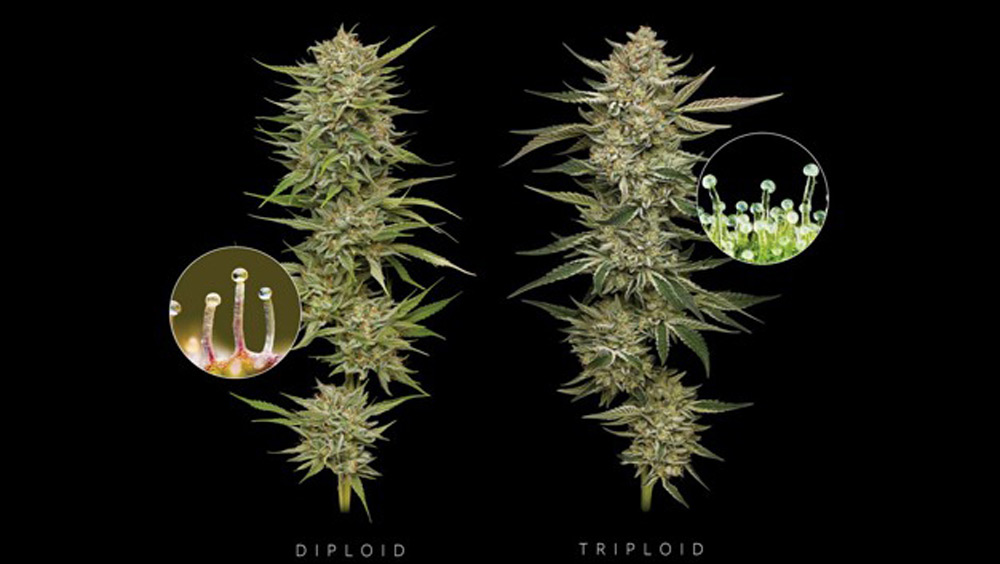 Triploid cannabis seeds