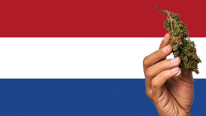 cannabis pilot program in Netherlands