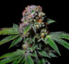 Aca-Dos Delight Feminized Seeds by Pure Instinto