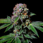 Aca-Dos Delight Feminized Seeds by Pure Instinto
