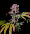 Aca-Dos Delight Feminized Seeds by Pure Instinto - Image 3