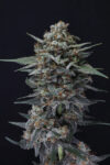 Alien Snack Autoflowering Seeds by Pure Instinto