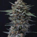 Alien Snack Autoflowering Seeds by Pure Instinto