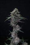Alien Snack Autoflowering Seeds by Pure Instinto - Image 2
