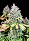 Apple OG Feminized Seeds by Pure Instinto