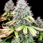 Apple OG Feminized Seeds by Pure Instinto