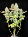Apple OG Feminized Seeds by Pure Instinto - Image 2