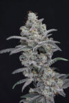 Chimera Crasher Feminized Seeds by Pure Instinto