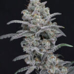 Chimera Crasher Feminized Seeds by Pure Instinto