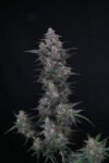 Chimera Crasher Feminized Seeds by Pure Instinto - Image 2
