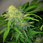 Clementine Dream Autoflowering Seeds by Pure Instinto