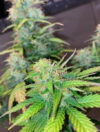 Clementine Dream Autoflowering Seeds by Pure Instinto - Image 2