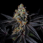 Diamond Dust Feminized Seeds by Pure Instinto
