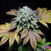 Gorilla Cookies Feminized Seeds by Pure Instinto