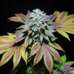 Gorilla Cookies Feminized Seeds by Pure Instinto