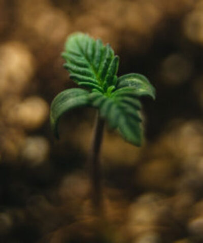Gorilla Cookies Feminized Seeds by Pure Instinto - Image 2