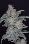 HB Dunkin’z Feminized Seeds by Pure Instinto