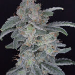 HB Dunkin’z Feminized Seeds by Pure Instinto