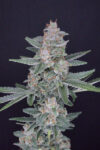 HB Dunkin’z Feminized Seeds by Pure Instinto - Image 2