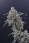 Honeyed Cream Dream Feminized Seeds by Pure Instinto - Image 2