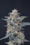 Honeyed Cream Dream Feminized Seeds by Pure Instinto