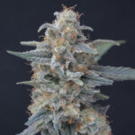 Honeyed Cream Dream Feminized Seeds by Pure Instinto